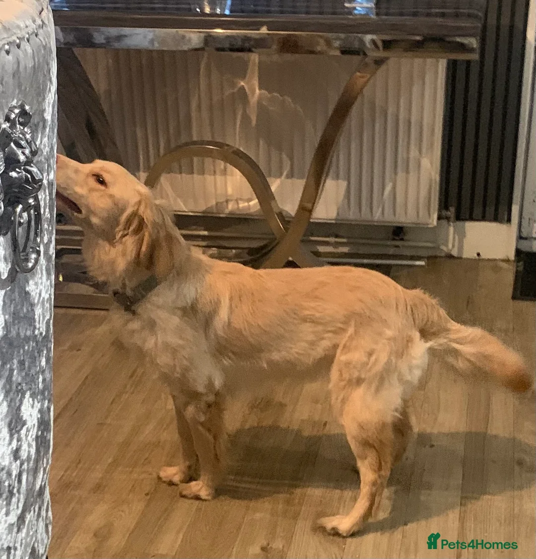 Goldador dogs for sale: Golden retriever x lab  - Advert 2