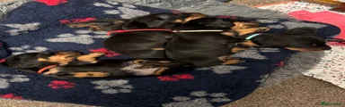 Miniature Dachshund 1