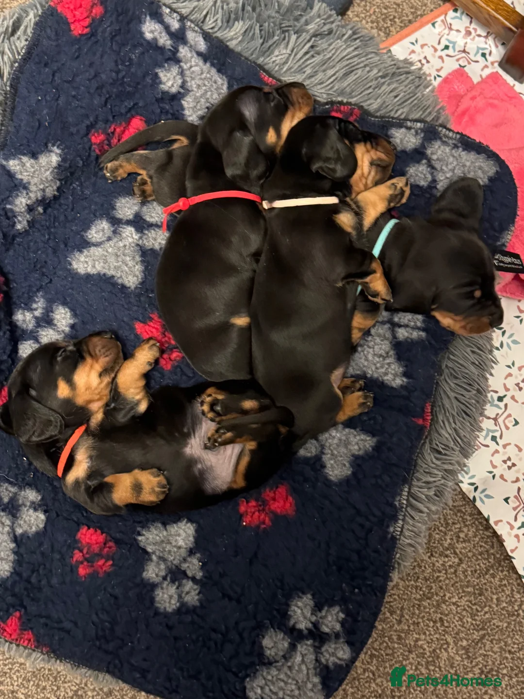 Miniature Dachshund dogs for sale: Exceptional Litter of KC Registered Puppies  - Advert 4