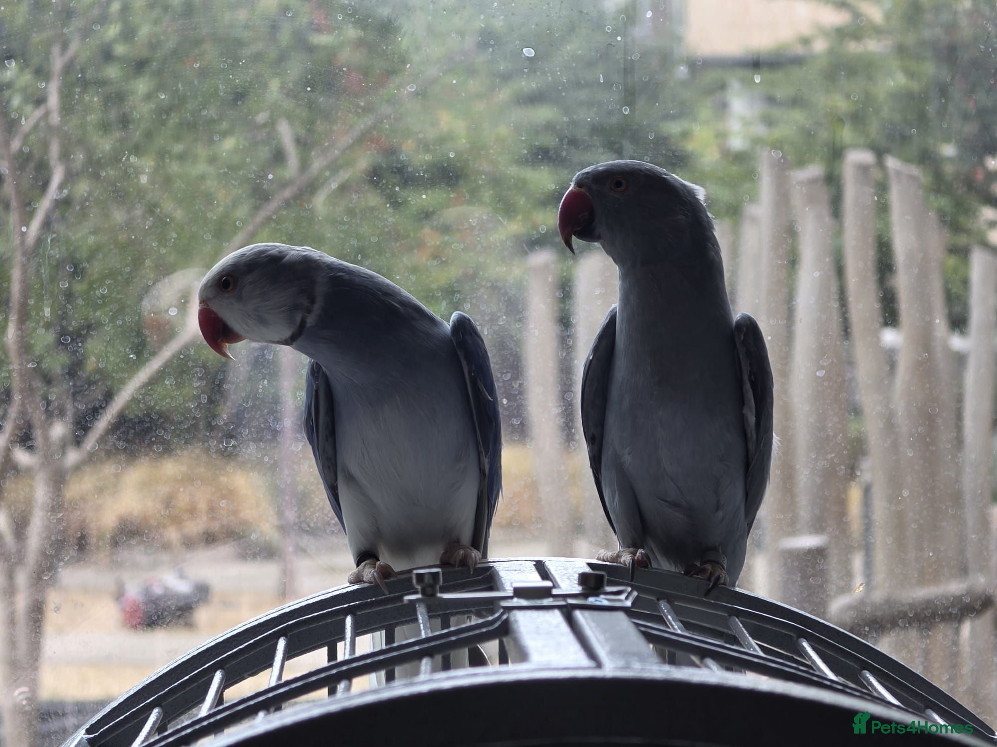 Parrots birds Parrot Pair for Sale, Male and Femal - Advert 1