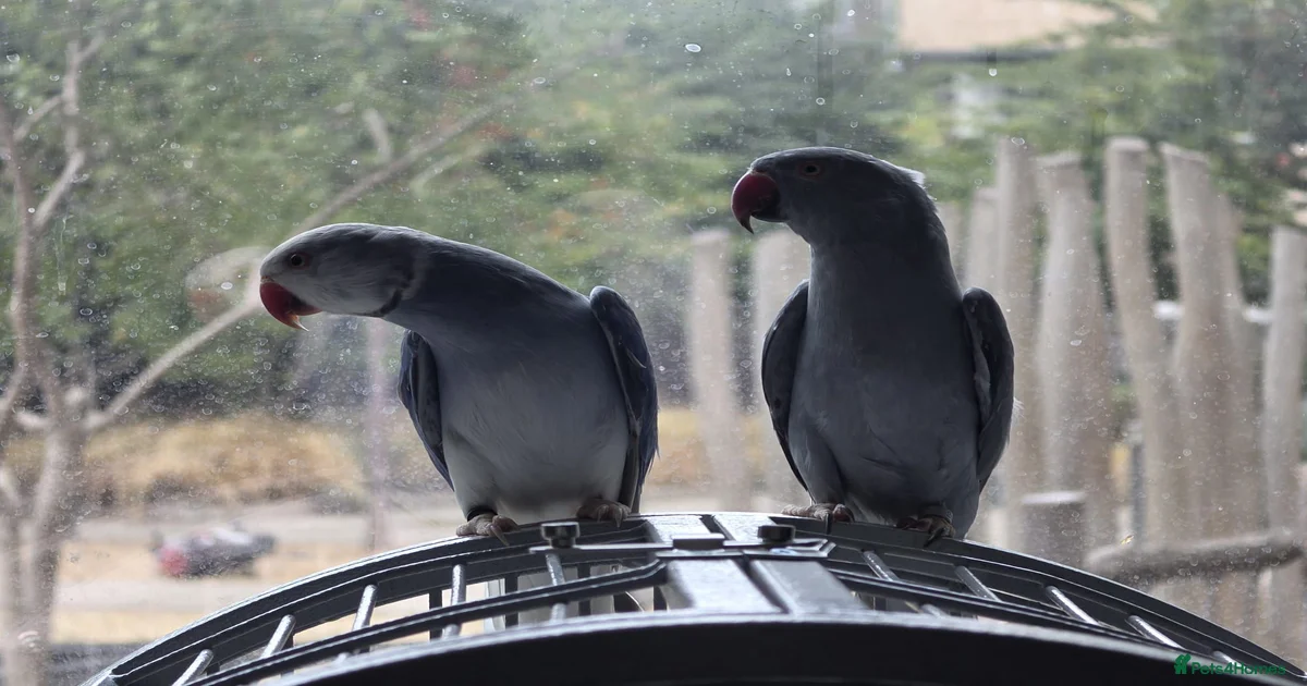 parrot-pair-for-sale-male-and-femal-for-sale-in-hounslow-pets4homes