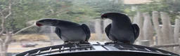 Parrots birds for sale: Parrot Pair for Sale, Male and Femal in Hounslow - Advert 1