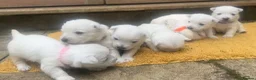 West Highland Terrier dogs for sale: West highland terrier puppies - Advert 8