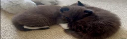Ragdoll cats for sale: CINNAMON RAGDOLLS - GIRL AND BOY 🐻🤎🧸 - Advert 4