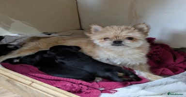 Mixed Breed dogs Pomchi x Dachshund 3 females  - Advert 3