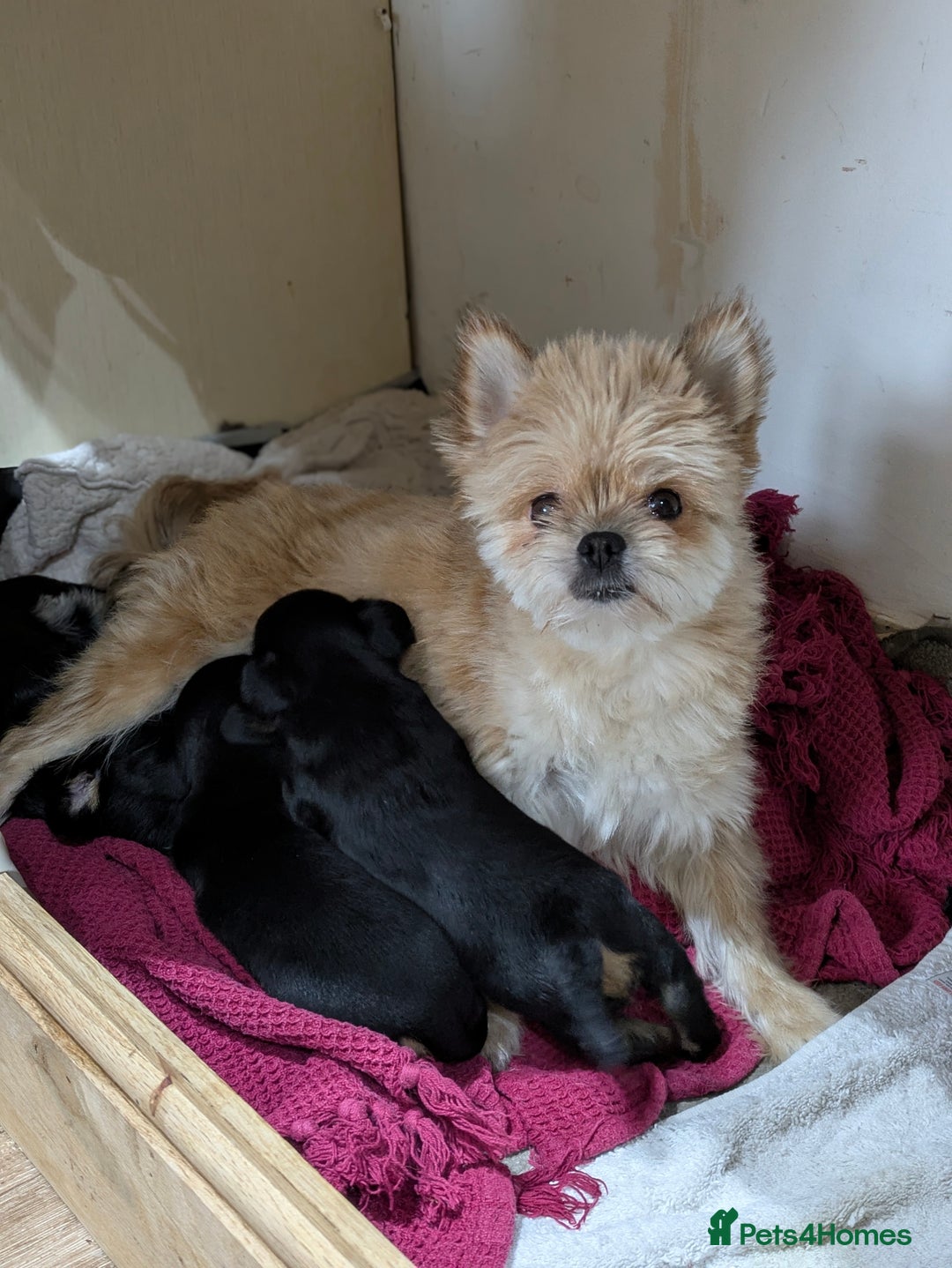 Mixed Breed dogs for sale: Pomchi x Dachshund 3 females  - Advert 2