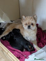 Mixed Breed dogs Pomchi x Dachshund 3 females - Advert 3