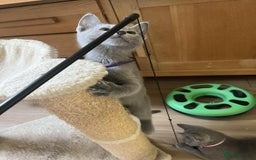 Russian Blue cats for sale: TICA REGISTERED Pure Breed Russian Blue Kittens - Image 10