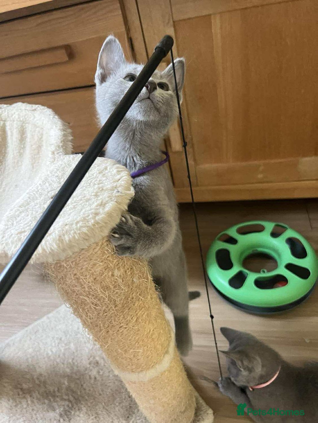 Russian Blue cats for sale: TICA REGISTERED Pure Breed Russian Blue Kittens - Image 10