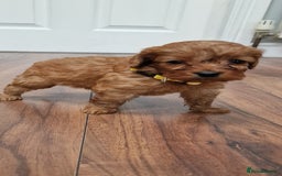 Cockapoo dogs for sale: Cockapoo - Image 11
