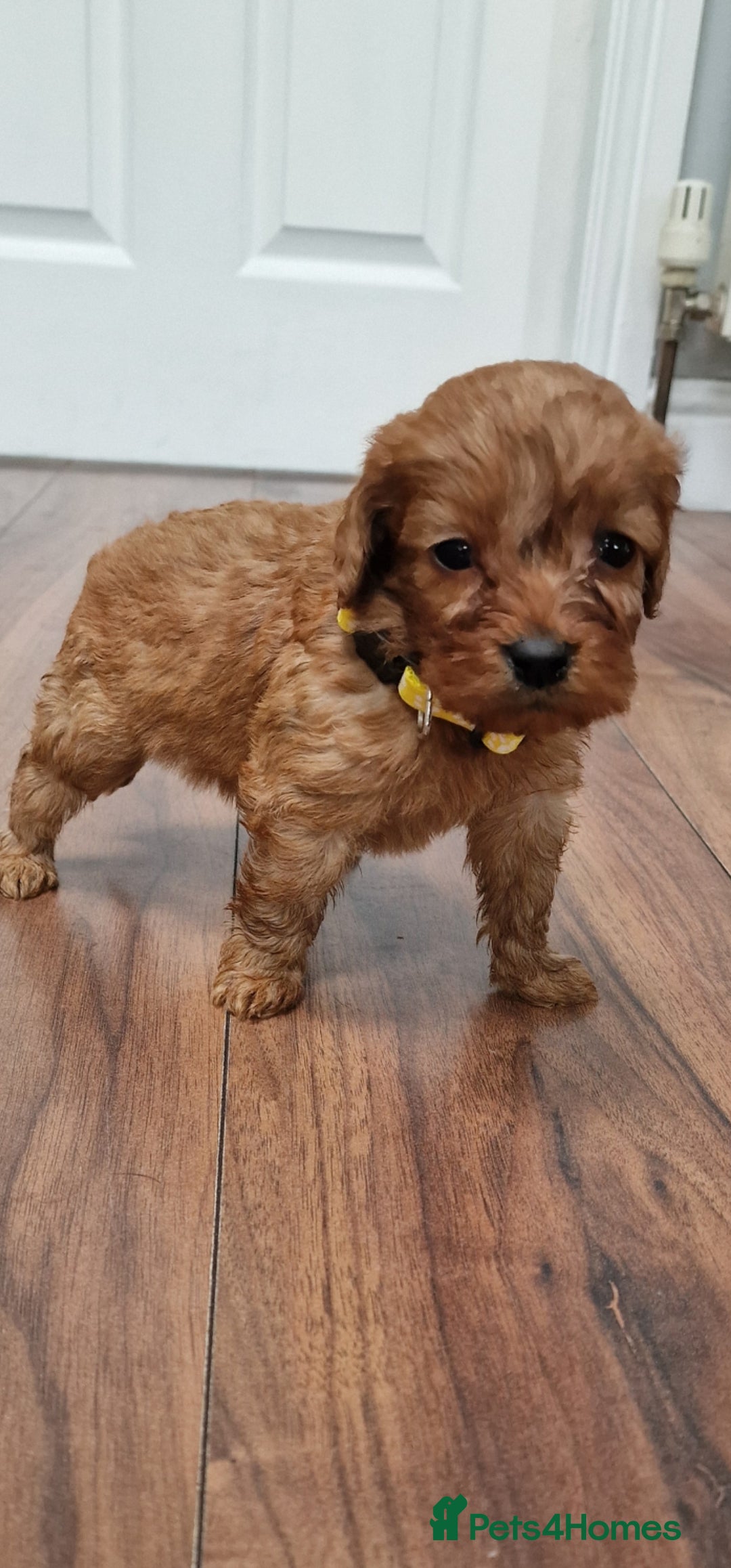 Cockapoo dogs for sale: Cockapoo - Image 11