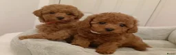 Cavapoo dogs for sale: Adorable Toy Cavapoo Girl Puppies  - Advert 2