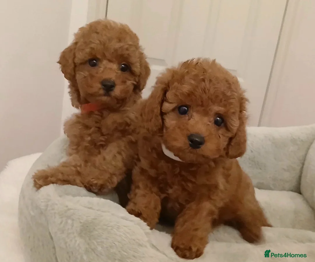 Cavapoo dogs for sale: Adorable Toy Cavapoo Girl Puppies  - Advert 2