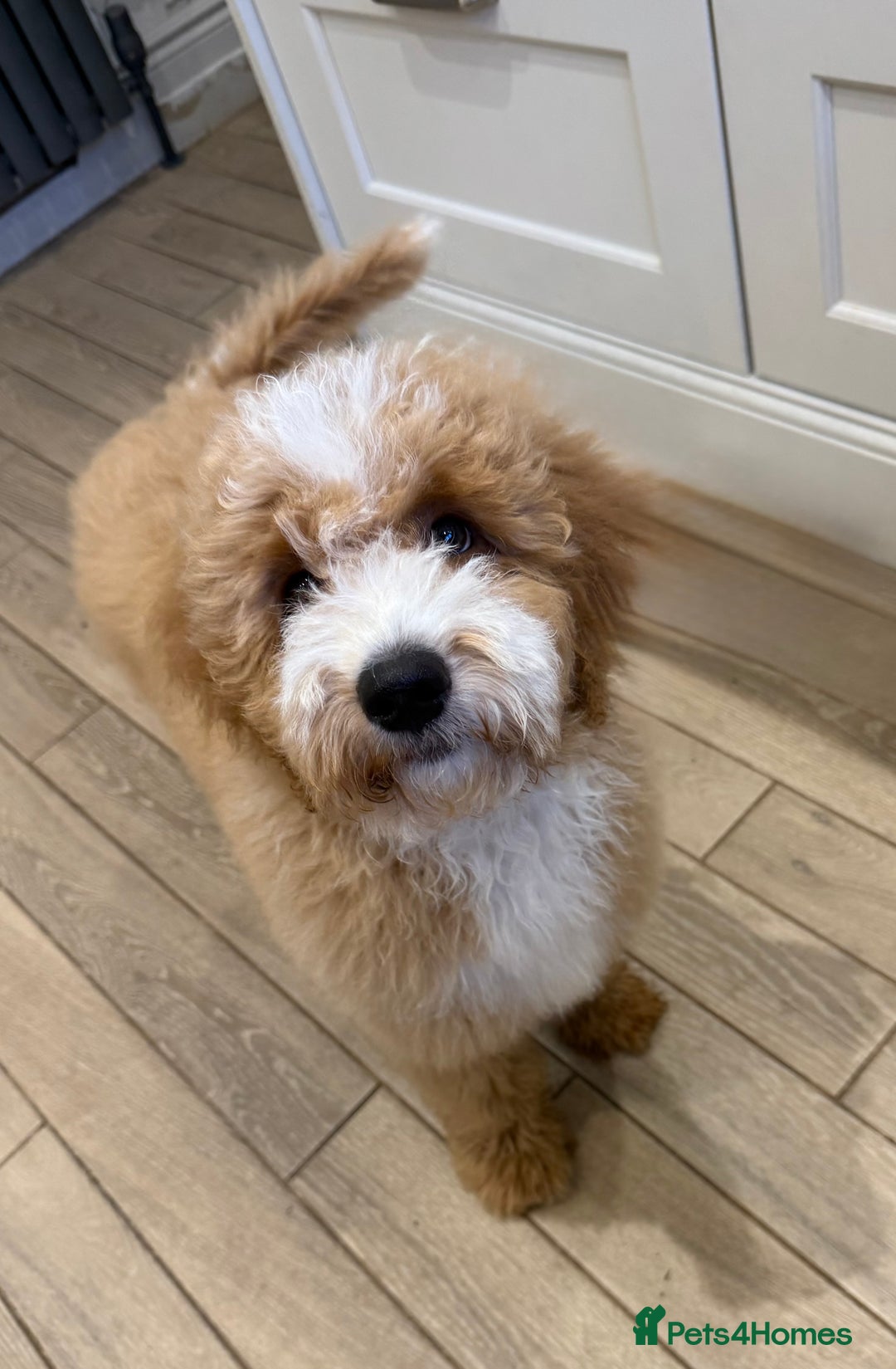 Mixed Breed dogs for sale: ❤️Teddy- Australian Golden Double Doodle ❤️ - Advert 12