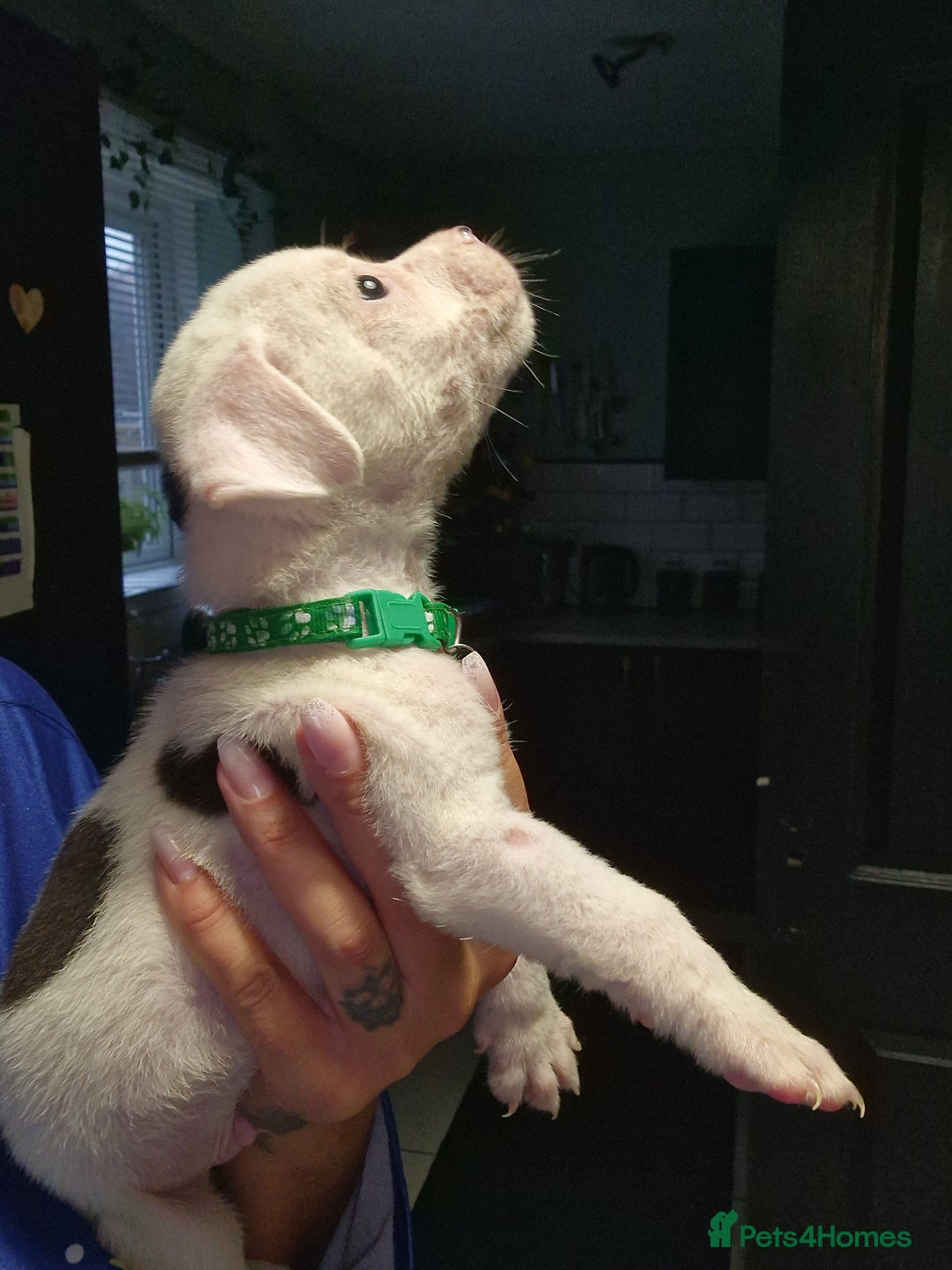 American Bulldog dogs for sale: American  bulldog  pups - Image 34