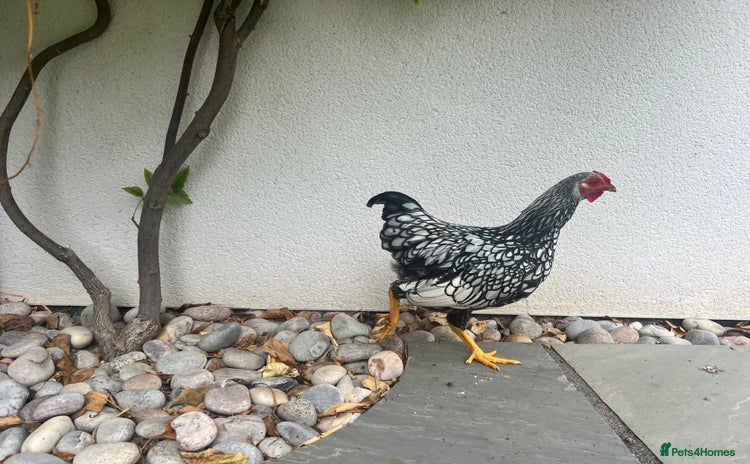 Chickens poultry - Advert 2