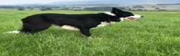 Border Collie dogs for sale: Beautiful Border Collie Puppies in Grassington - Advert 3