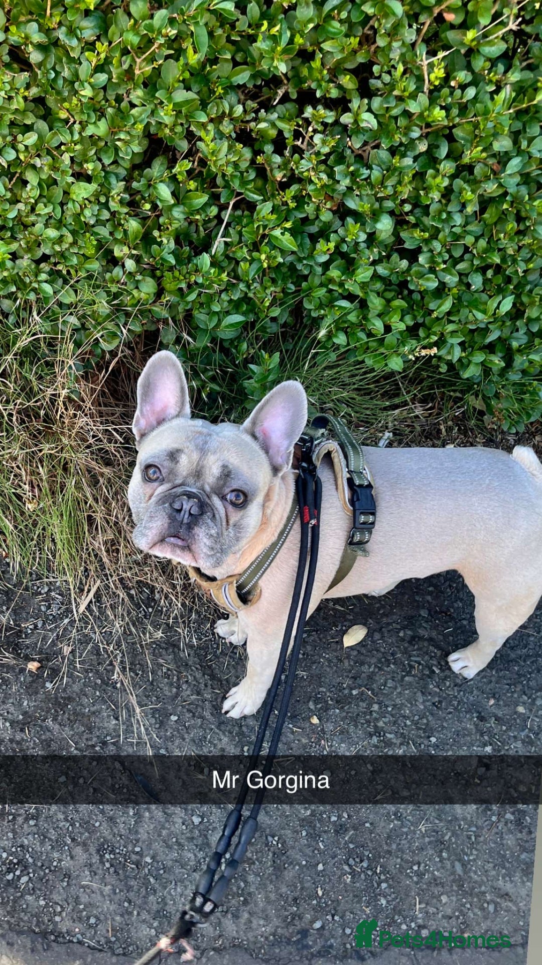 French Bulldog dogs for sale: French bulldog  - Advert 3