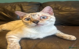 Bengal cats for sale: Unbelievably friendly TICA reg kittens  - Image 33