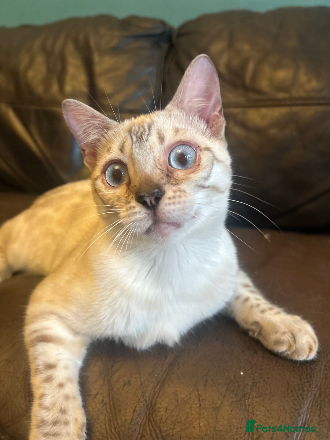 Bengal cats for sale: Unbelievably friendly TICA reg kittens  - Image 33