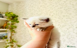 Ragdoll cats for sale: Gorgeous pedigree little babies  - Image 11