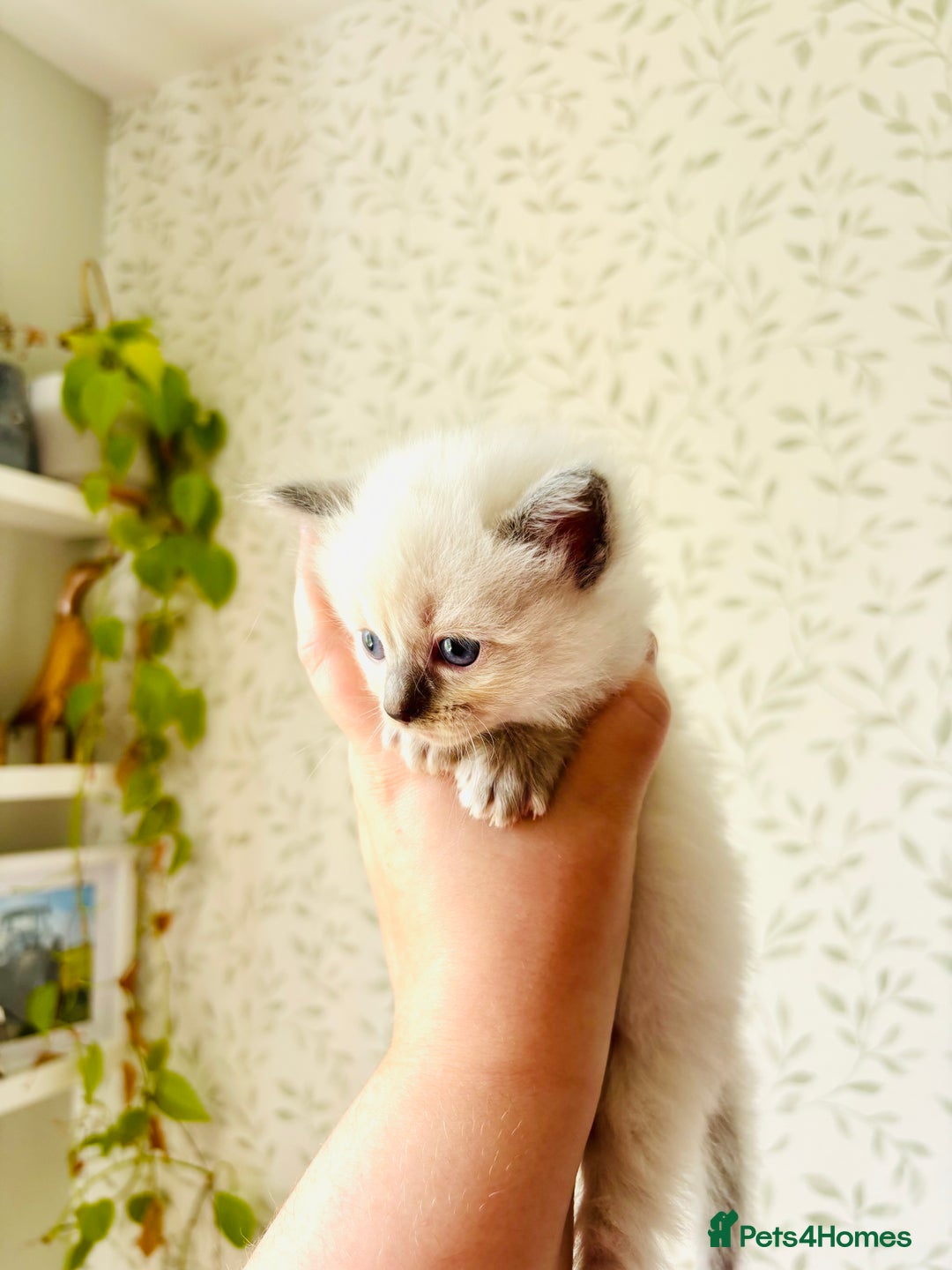 Ragdoll cats for sale: Gorgeous pedigree little babies  - Image 11