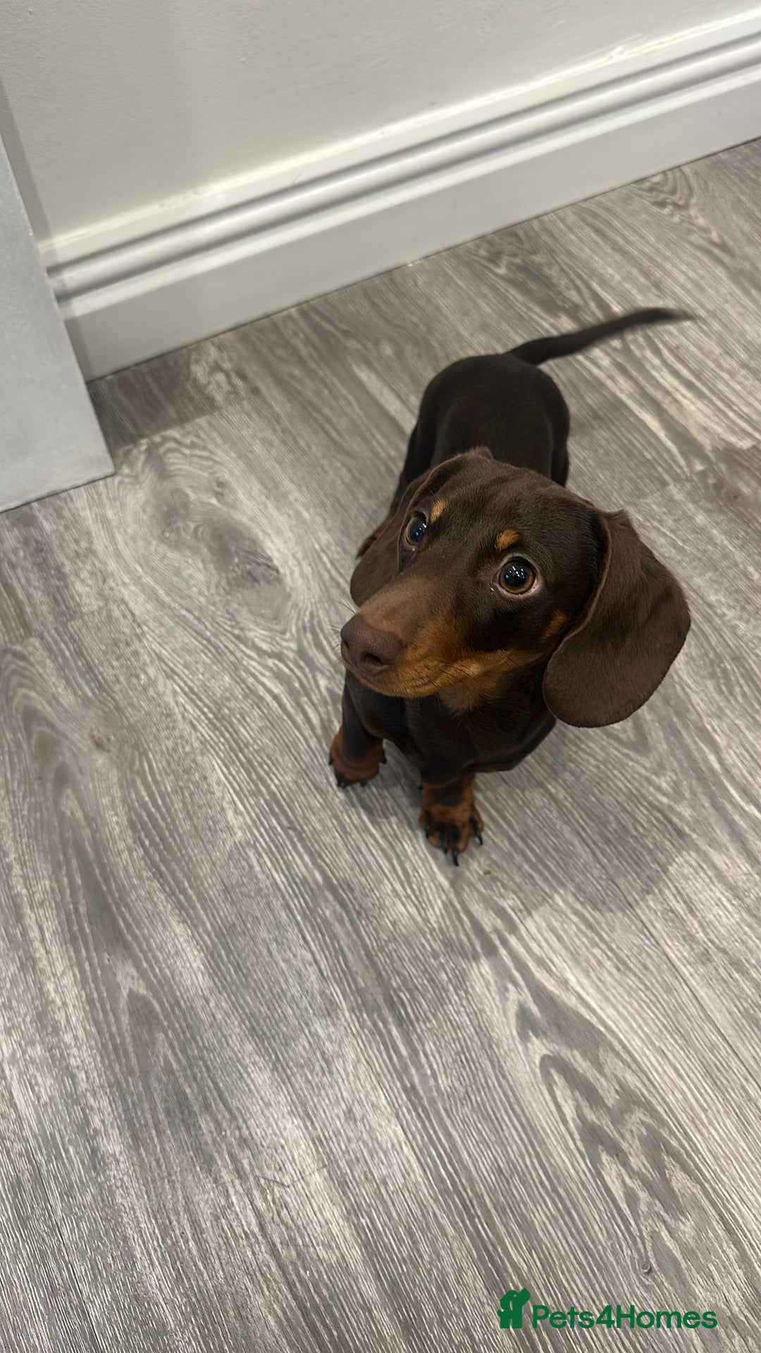 Miniature Dachshund dogs for sale: Miniature Dachshund for sale - Advert 1