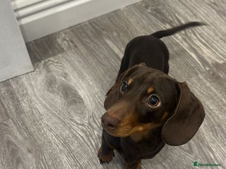 Miniature Dachshund dogs Miniature Dachshund for sale - Advert 18