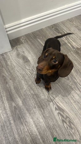 Miniature Dachshund dogs Miniature Dachshund for sale - Advert 1