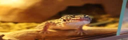 Leopard Gecko reptiles for sale: Jackie the leopard gecko !  in Portsmouth - Advert 4