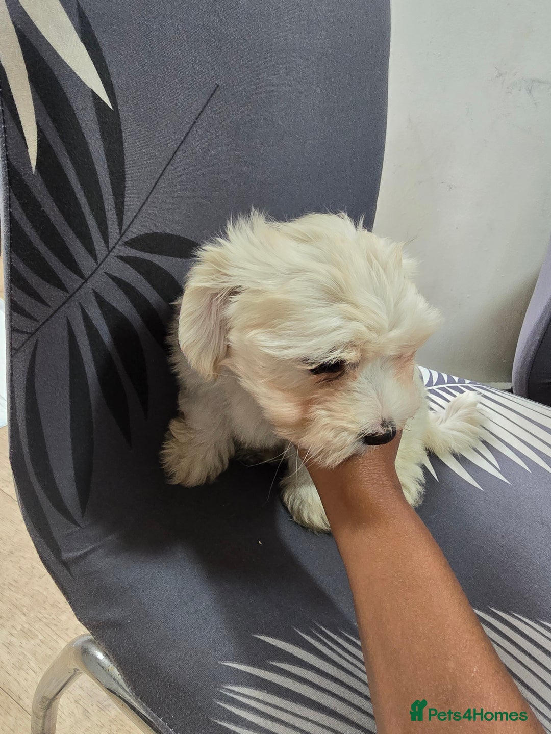 Maltese dogs for sale: Adorable maltese 3boys and 3 girls - Image 23