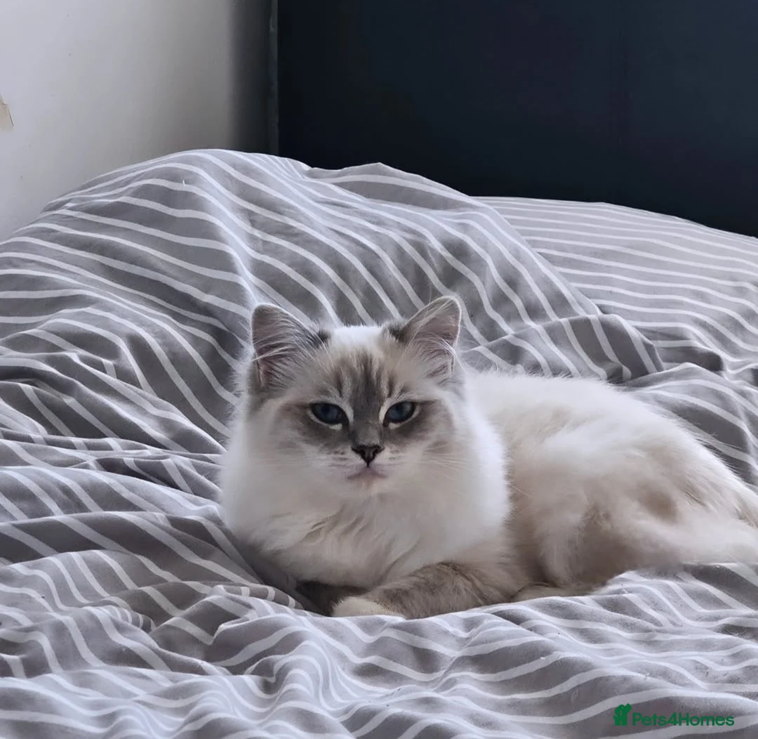 Ragdoll cats for sale: Tica active blue tabby ragdoll - Advert 12