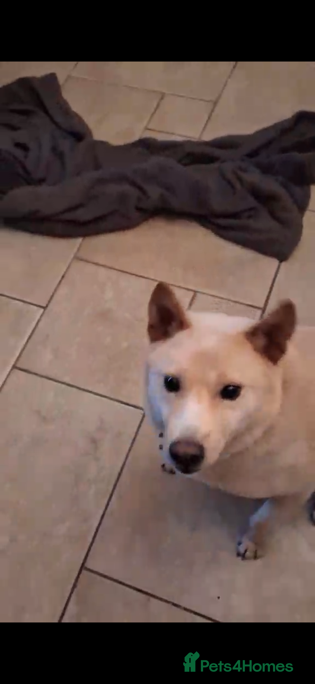 Japanese Shiba Inu dogs for adoption: jimmy 4 shiba mix meat trade survivor in Nottingham - Advert 10