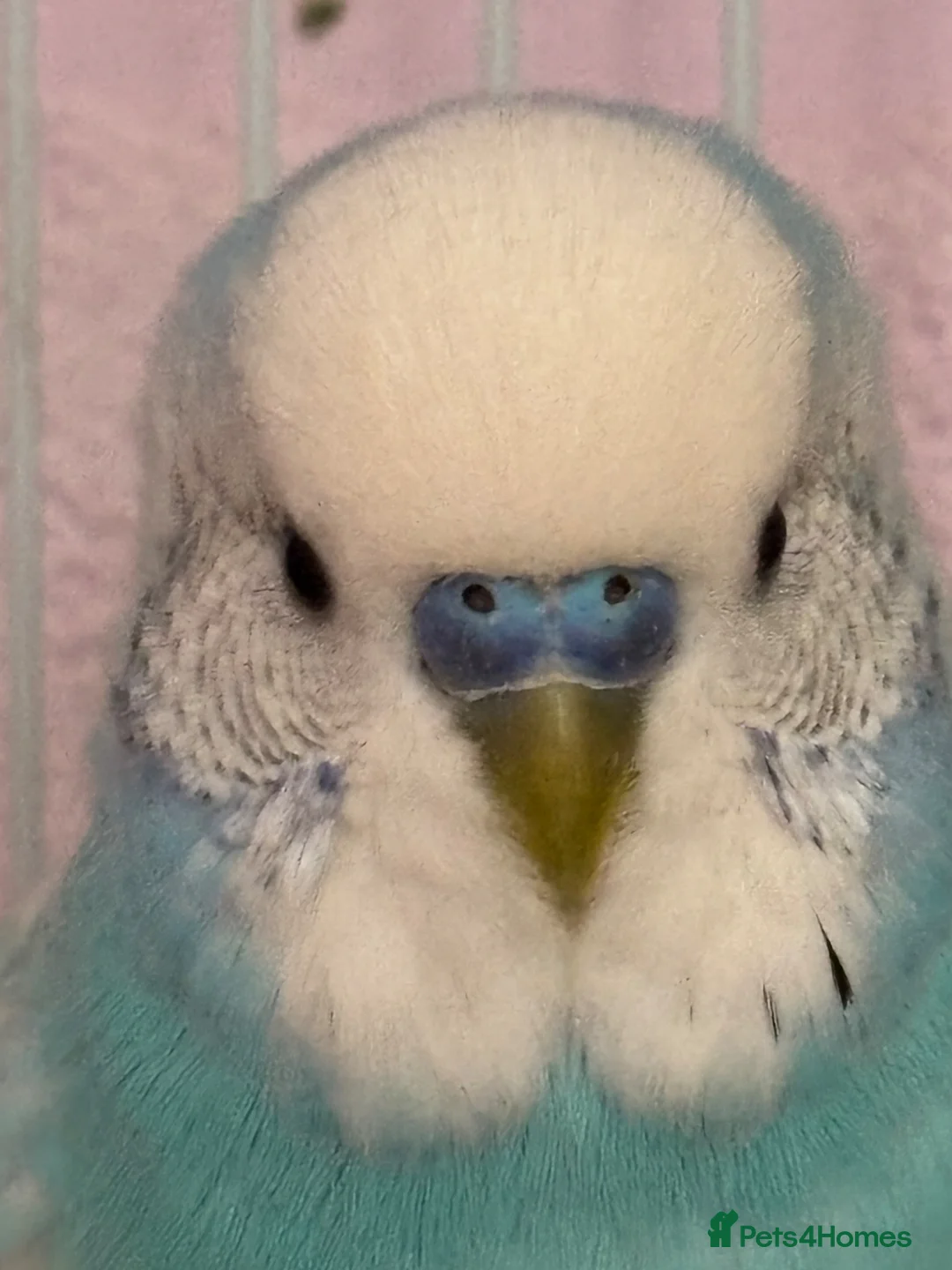 Budgerigars birds for sale: Hand Reared Light Blue Beautiful Budgie - Advert 2