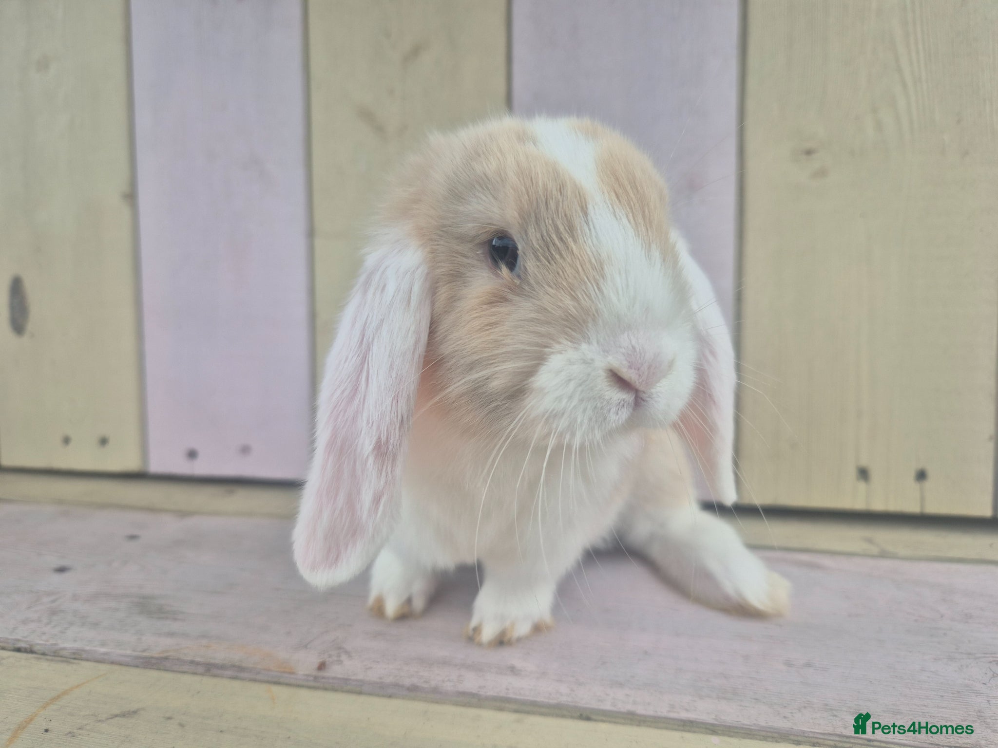 Mini Lop rabbits 🩷READY NOW- MINI LOP BABIES AVAILABLE 💙 - Advert 1