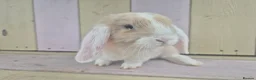Mini Lop rabbits for sale: 🩷READY NOW- MINI LOP BABIES AVAILABLE 💙 - Advert 7