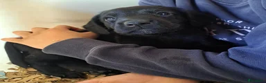 Springador 4
