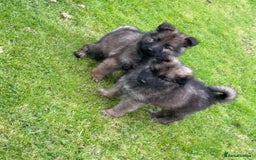 German Shepherd dogs for sale: German shepherd puppies for sale  - Image 1