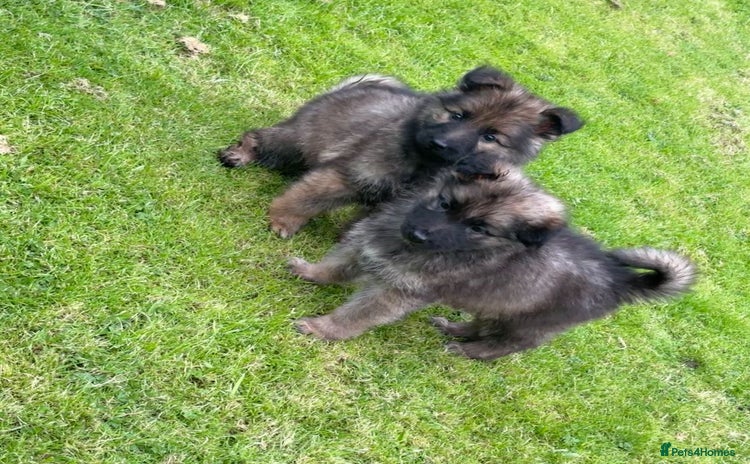 German Shepherd dogs - Advert 3