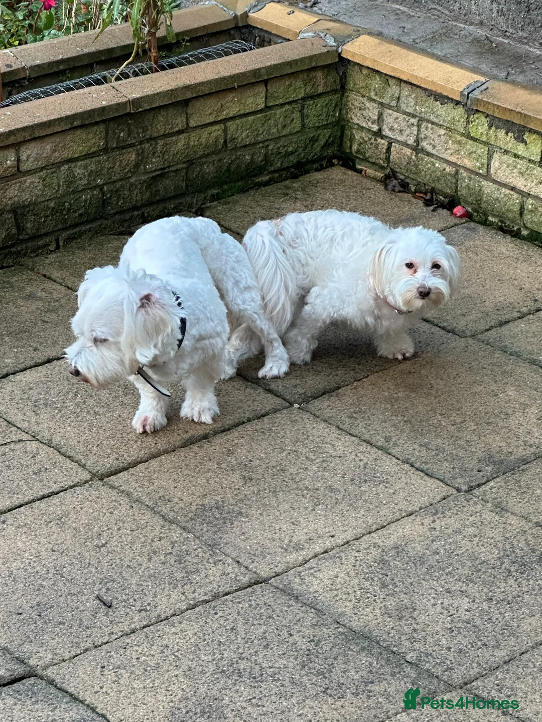 Bichon Frise dogs for sale: Adorable Bichon Frise Puppies - Advert 8