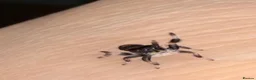Spiders invertebrates for sale: Phidippus Regius Florida Everglades - Advert 9