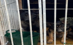 German Shepherd dogs for sale: German X Czech shepherd puppies - Image 7