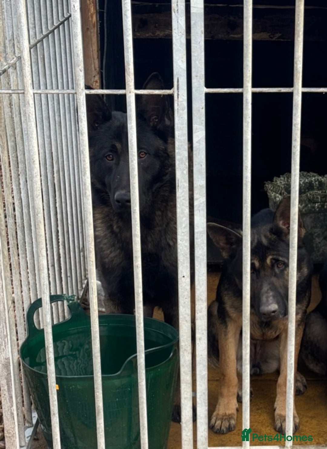 German Shepherd dogs for sale: German X Czech shepherd puppies - Image 7
