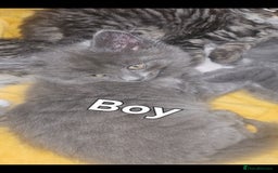 British Shorthair cats for sale: 3 boys 1 girl. Kittens - Image 2