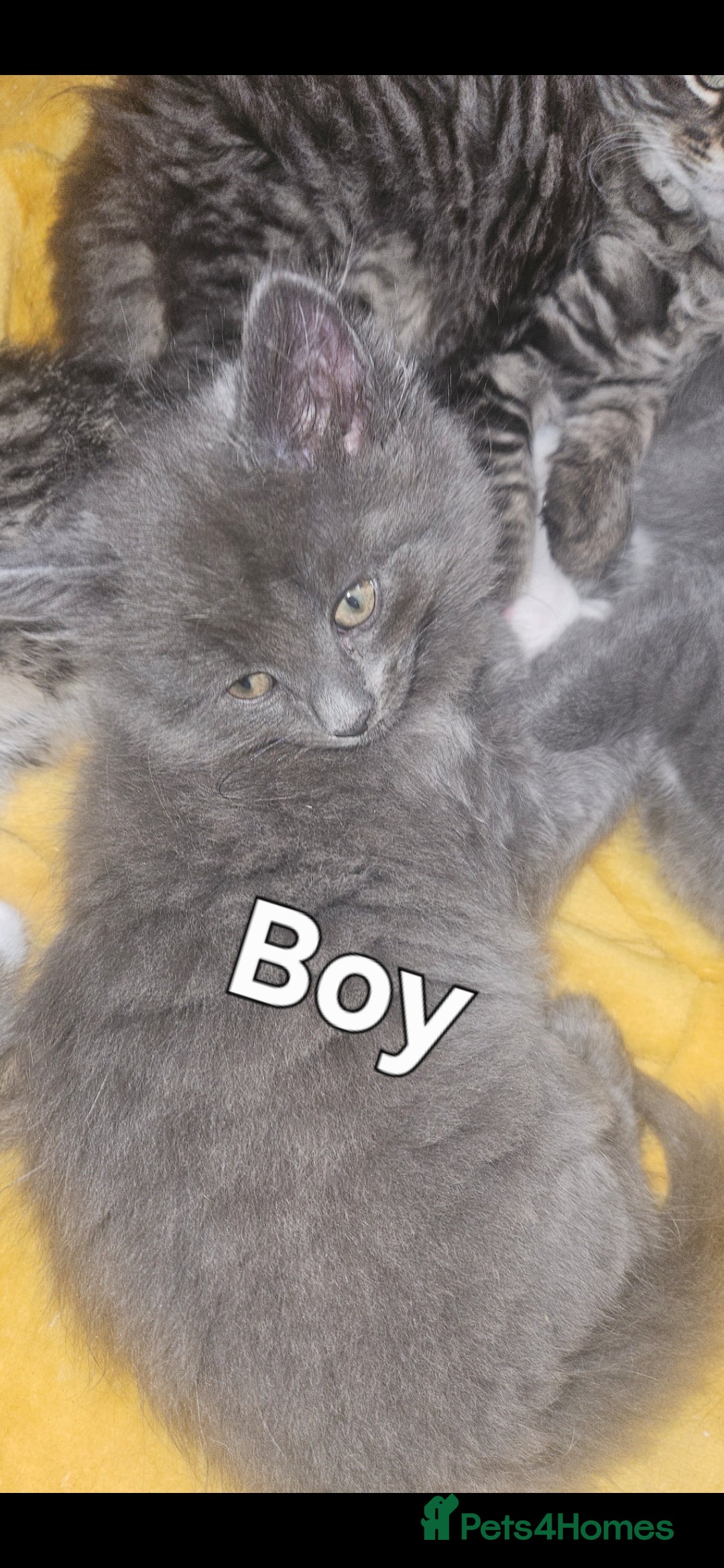 British Shorthair cats for sale: 3 boys 1 girl. Kittens - Image 2