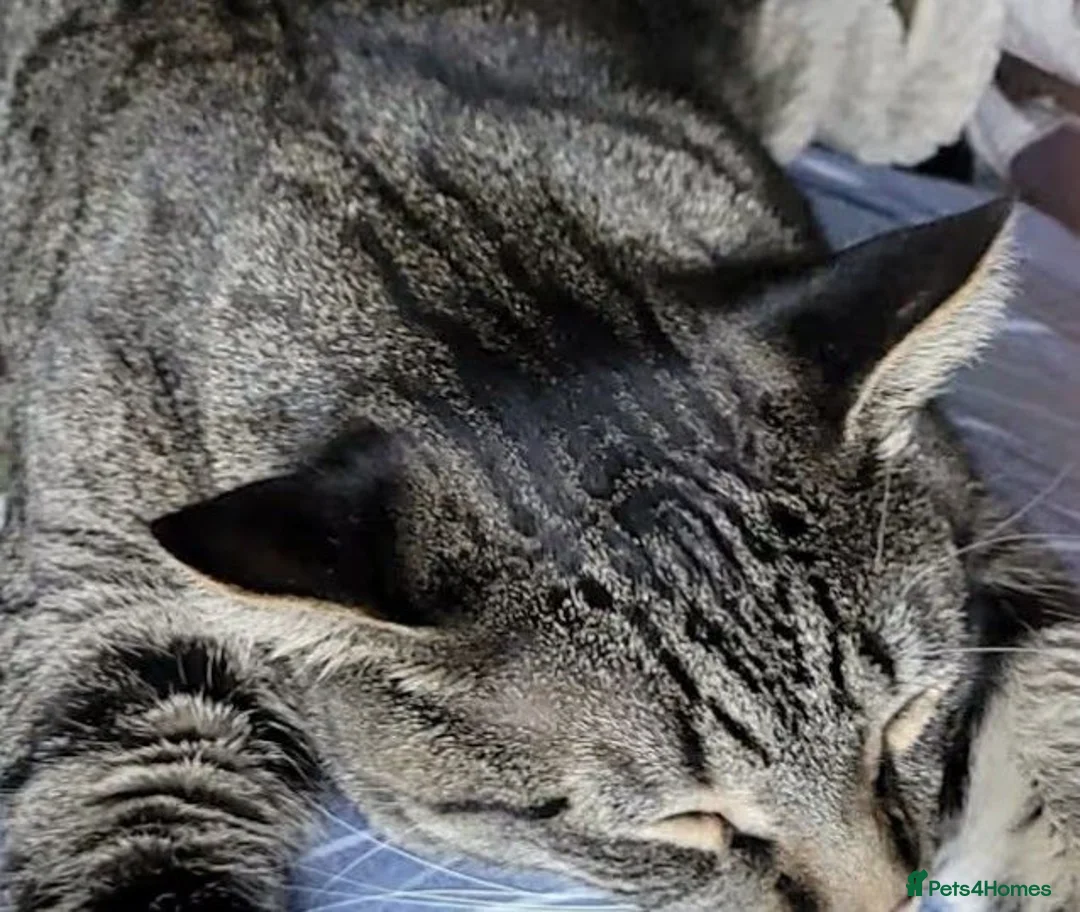 Mixed Breed cats for sale: Friendly kitten in London - Advert 2