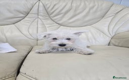 West Highland Terrier dogs for sale: KC REGISTERED WEST HIGHLAND TERRIERS - Image 21