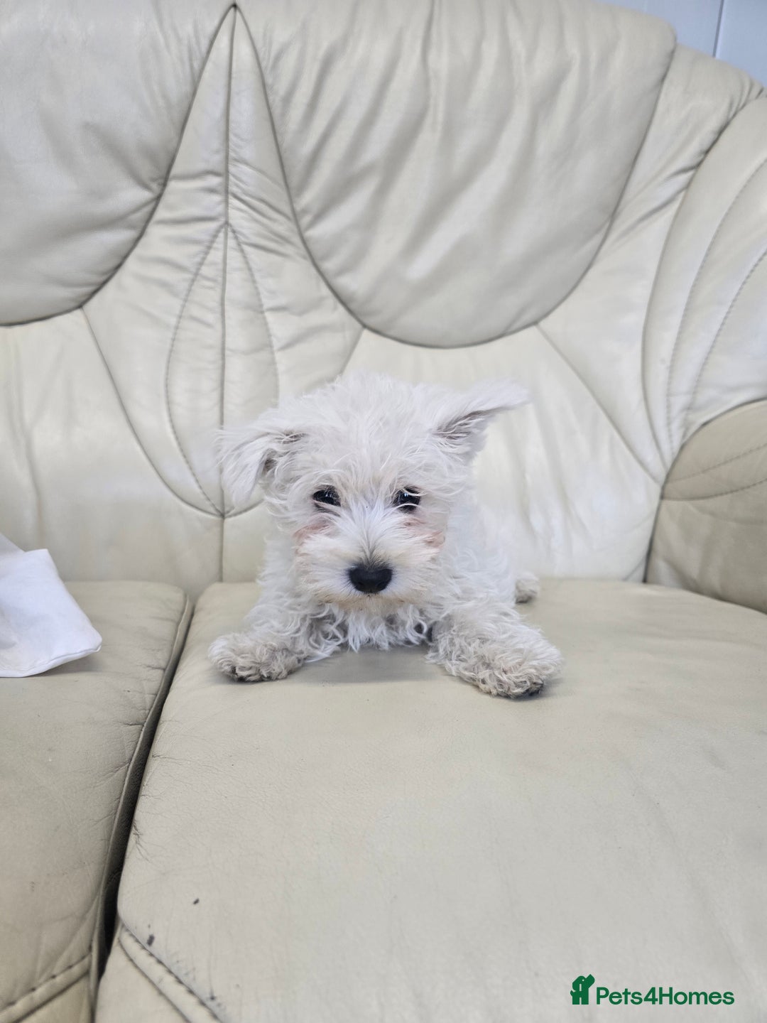 West Highland Terrier dogs for sale: KC REGISTERED WEST HIGHLAND TERRIERS - Image 21