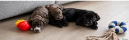 Mixed Breed dogs for sale: Ready to leave springer cross cane corso puppies - Advert 3