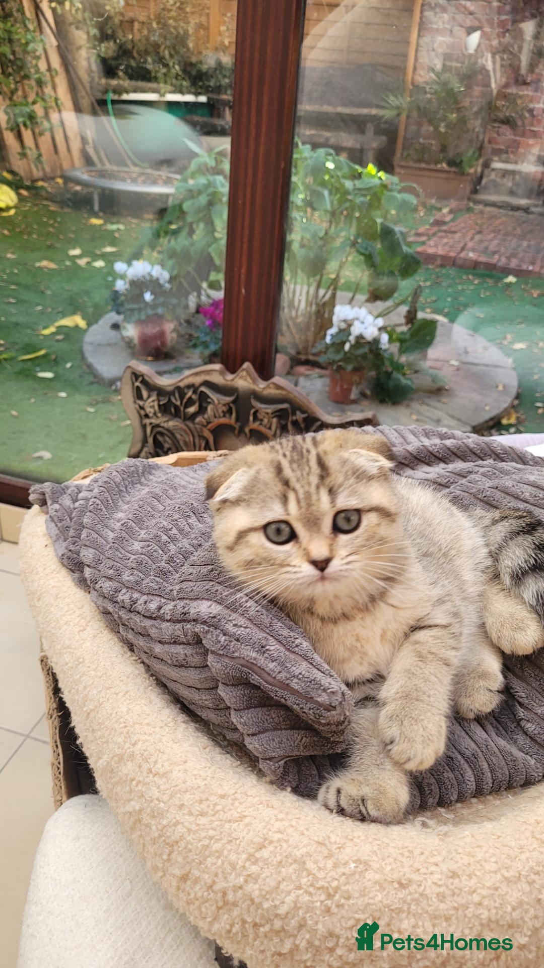 Scottish Fold cats for sale: Scottish fold Girl  - Advert 19
